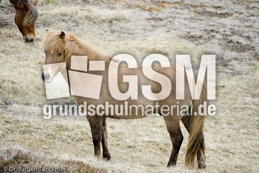 Islandpferde (12 von 50).jpg